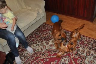 NADIM jamniki Kollapsar